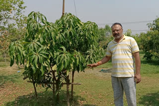 MP: One of the expensive mangoes in the world stolen despite heavy security