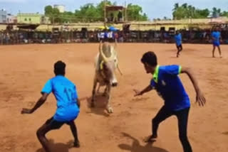 பூச்சொரிதல் விழாவை முன்னிட்டு வடமாடு மஞ்சுவிரட்டு