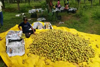 Pear cultivation at Netarhat in Latehar