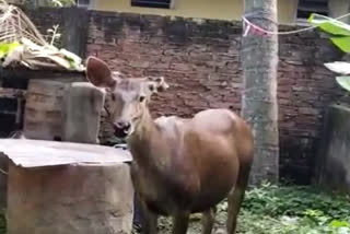 deer emerges from assam state zoo