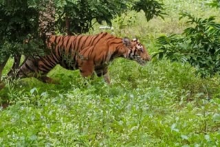 Tiger in Chamanahalli farm