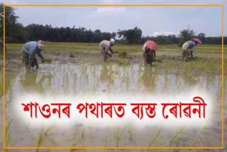 farmers-busy-working-at-paddy-field-in-moran