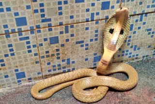 cobra-rescued-which-was-hidden-under-washing-machine-at-shivamoga