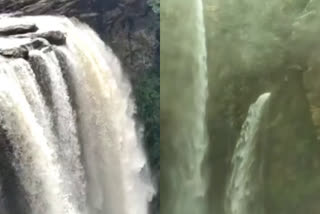 Jog Falls achieved its full glory - VIDEO Viral  about jog waterfalls karnataka  മഴ കനത്തതോടെ വിസ്‌മയ കാഴ്‌ചയൊരുക്കി ജോഗ് വെള്ളച്ചാട്ടം  jog waterfalls karnataka  jog waterfalls karnataka  jog waterfalls karnataka  കർണാടക ശിവമോഗയിലെ ജോഗ് വെള്ളച്ചാട്ടം