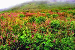 road connecting the Valley of Flowers, which was closed for two days, opened on Monday morning