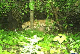 Leoparad In Dahanu