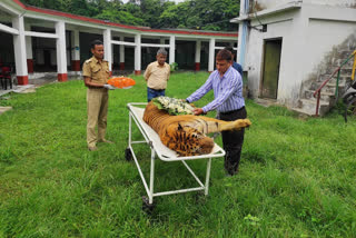 Royal Bengal Tiger dies