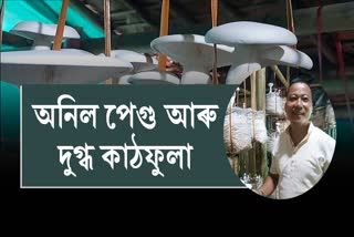 দুগ্ধ কাঠফুলা খেতিৰে নিদৰ্শন দাঙি ধৰিছে