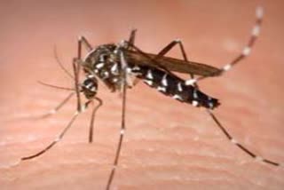 औद्योगिक क्षेत्र परवाणू में फैलता डेंगू