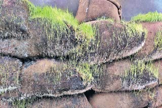 Rain Effect in Telangana