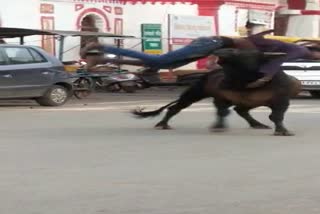 Viral video of man and bull fight Jagdalpur