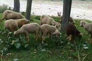 Bear kills Sheep in Pulwama: ریچھ کے حملہ میں چار بھیڑ ہلاک