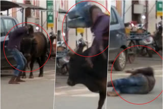 bull fight in india video