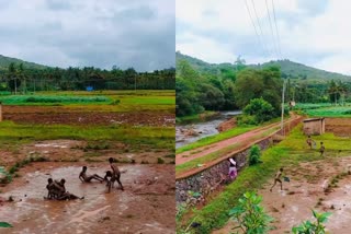 വയനാട് പനവല്ലി വൈറല്‍ വീഡിയോ  video of children playing in mud  children playing in mud in wayanad  പാടത്ത് ചെളിയില്‍ കളിച്ച് കുട്ടികള്‍  പാടത്തെ ചെളിയില്‍ കുട്ടികള്‍ കബഡി കളി  wayanad panavally children playing in mud video