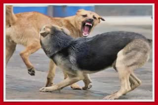 Increase in dog bite cases : કુતરાના ખસીકરણ માટેનો 6 કરોડથી વધુ રૂપિયાનો ખર્ચ ગયો ક્યાં? જૂઓ ચોંકાવતી હકીકત