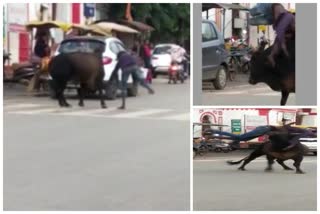 Viral video of man and bull fight Jagdalpur