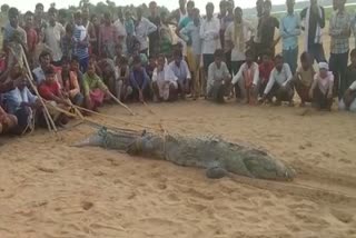 crocodile held hostage in Sheopur