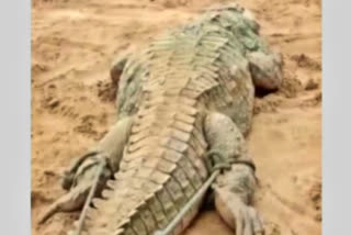 'Crocodile ate a boy': Villagers pull reptile out of water, torture it