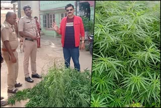 Miscreants who grow ganja in Bengaluru