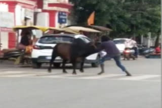 Chhattisgarh: Viral video of man and bull fight in Jagdalpur