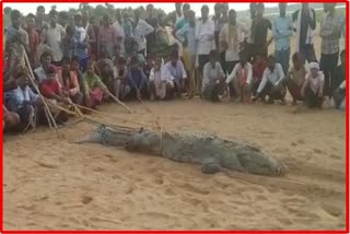 crocodile attacked child in Sheopur crocodile held hostage
