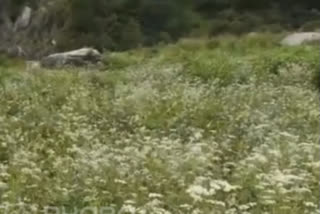 UNESCO heritage site Valley of Flowers