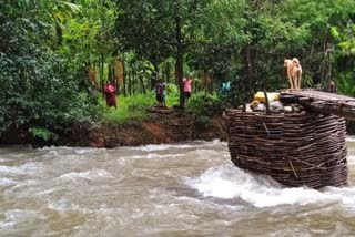 A dog standing on a broken wooden bridge