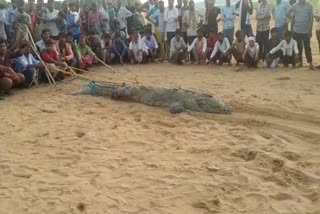 crocodile ate boy  crocodile attack at madya pradesh  crocodile attack chambal river sheopur  crocodile swallowed child  madhya pradesh child attack  കുട്ടിയെ മുതല വിഴുങ്ങി  മധ്യപ്രദേശിൽ മുതലയെ നാട്ടുകാർ പിടികൂടി  ചമ്പൽ നദിക്കരയിൽ മുതലയെ പിടികൂടി  മധ്യപ്രദേശൽ കുട്ടിയെ മുതല വിഴുങ്ങി