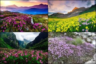 valley of flowers