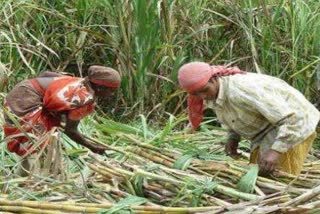 Sugarcane Farmer News