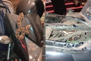 snake found hiding in police officer bike  kozhikode snake found hiding in bike  കോഴിക്കോട് ബൈക്കില്‍ പാമ്പ്  പൊലീസ് ഓഫിസര്‍ ബൈക്ക് പാമ്പ്  ബൈക്കിന് മുകളിൽ പാമ്പ്  ബൈക്കില്‍ പാമ്പിനെ കണ്ടെത്തി  kozhikode snake bike latest