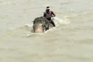 Elephant Trapped In River Ganga In Vaishali