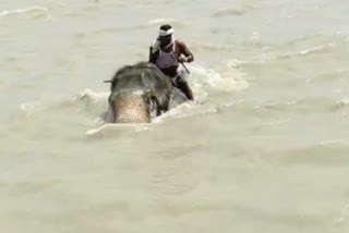ELEPHANT TRAPPED IN RIVER GANGA