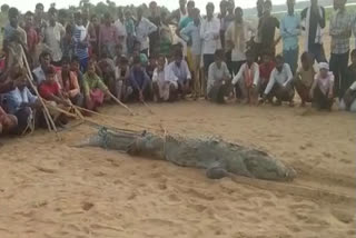 crocodile swallows boy whole