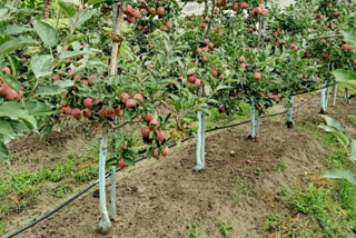 Apple farming.