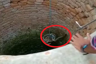 Cobra has been rescued from well