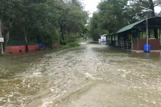 Visits Stopped due to Heavy flood water in Nehru Zoo Park