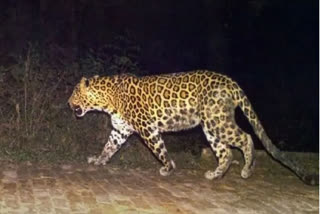dog hunting by leopard at dahanu in palghar district