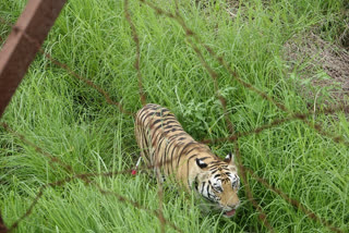 Kanha Tiger Reserve tigress leaves
