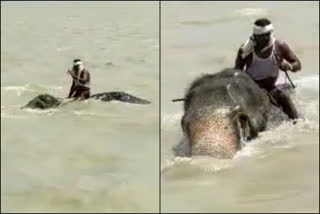 Vaishali Elephant and Man trapped Ganga River  ഗംഗയുടെ കുത്തൊഴുക്കില്‍പ്പെട്ട് ആനയും പാപ്പാനും  ബിഹാറിലെ വൈശാലിയില്‍ കുത്തൊഴുക്കില്‍പ്പെട്ട് ആനയും പാപ്പാനും  Elephant and Mahout Brave Through Swollen Ganga River in Bihars Vaishali  Bihar Vaishali