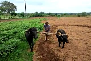 Farmer of Jashpur plowing field with bull and horse