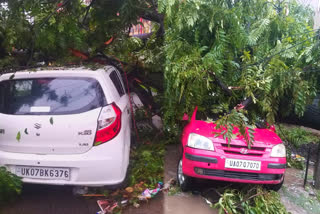 tree fallen on car in Dehradun