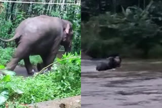 wild elephant in nilambur  wild elephant in nilambur pothukal  wild elephant attacked police officer pothukal  കാട്ടാനയെ കാട്ടിലേക്ക് തുരത്തി  റബ്ബർ ബുള്ളറ്റ് കാട്ടാന പോത്തുകൽ  നിലമ്പൂർ കാട്ടാന പൊലീസുകാരനെ ആക്രമിച്ചു