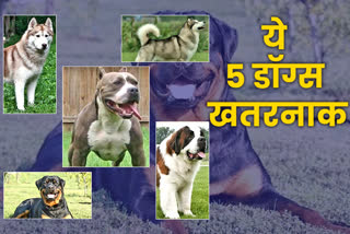 Pet Dog Rules In Jaipur