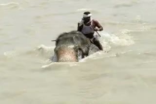 ELEPHANT TRAPPED IN RIVER