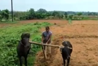 Baban Kumar ploughing his field