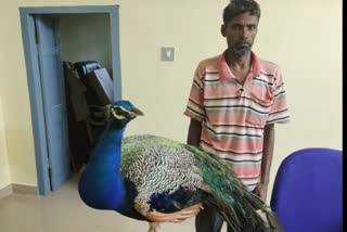 K'taka man arrested for raising peacocks in his residence