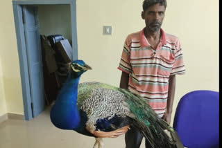 karnataka peacocks raising in house