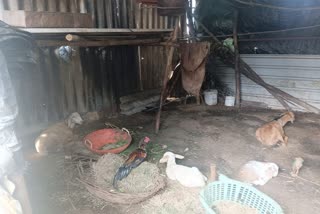 sheep's theft in Doddaballapura