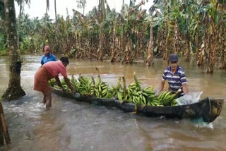 madikai panchayath farmers problems  കാലാവർഷത്തിന്‍റെ ദുരിതപ്പെയ്ത്ത്  കർഷകരുടെ കണ്ണീർപ്പാടമായി മടിക്കൈ  മടിക്കൈ പഞ്ചായത്ത്  kerala monsson flood  മടിക്കൈ കൃഷി നാശം